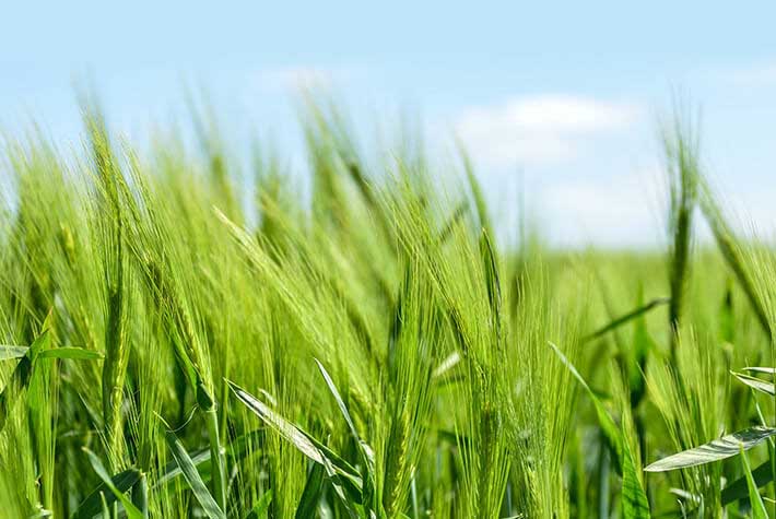 Green energy